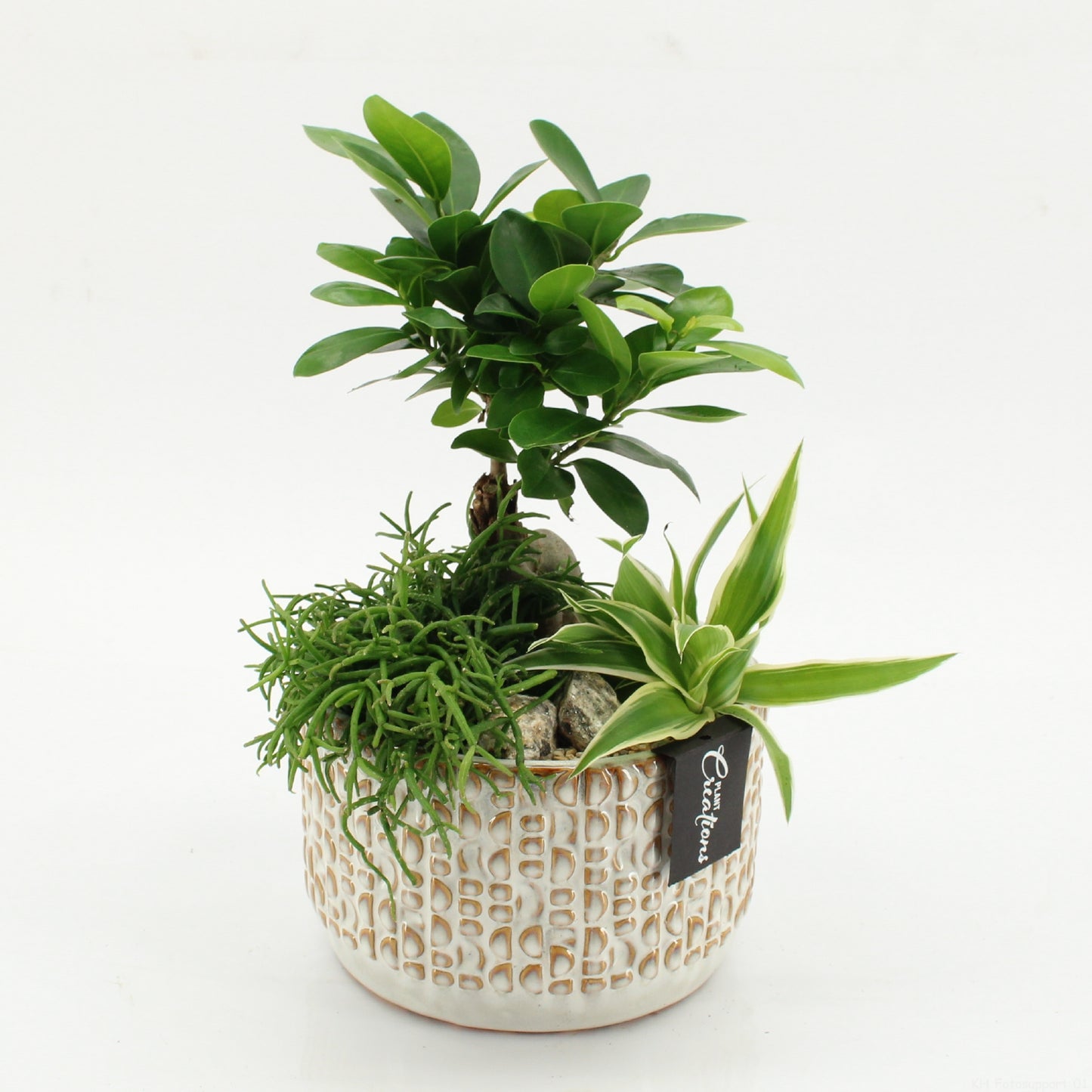 arr. Kamerplanten GRCR-2622 30cm 17cm Pot