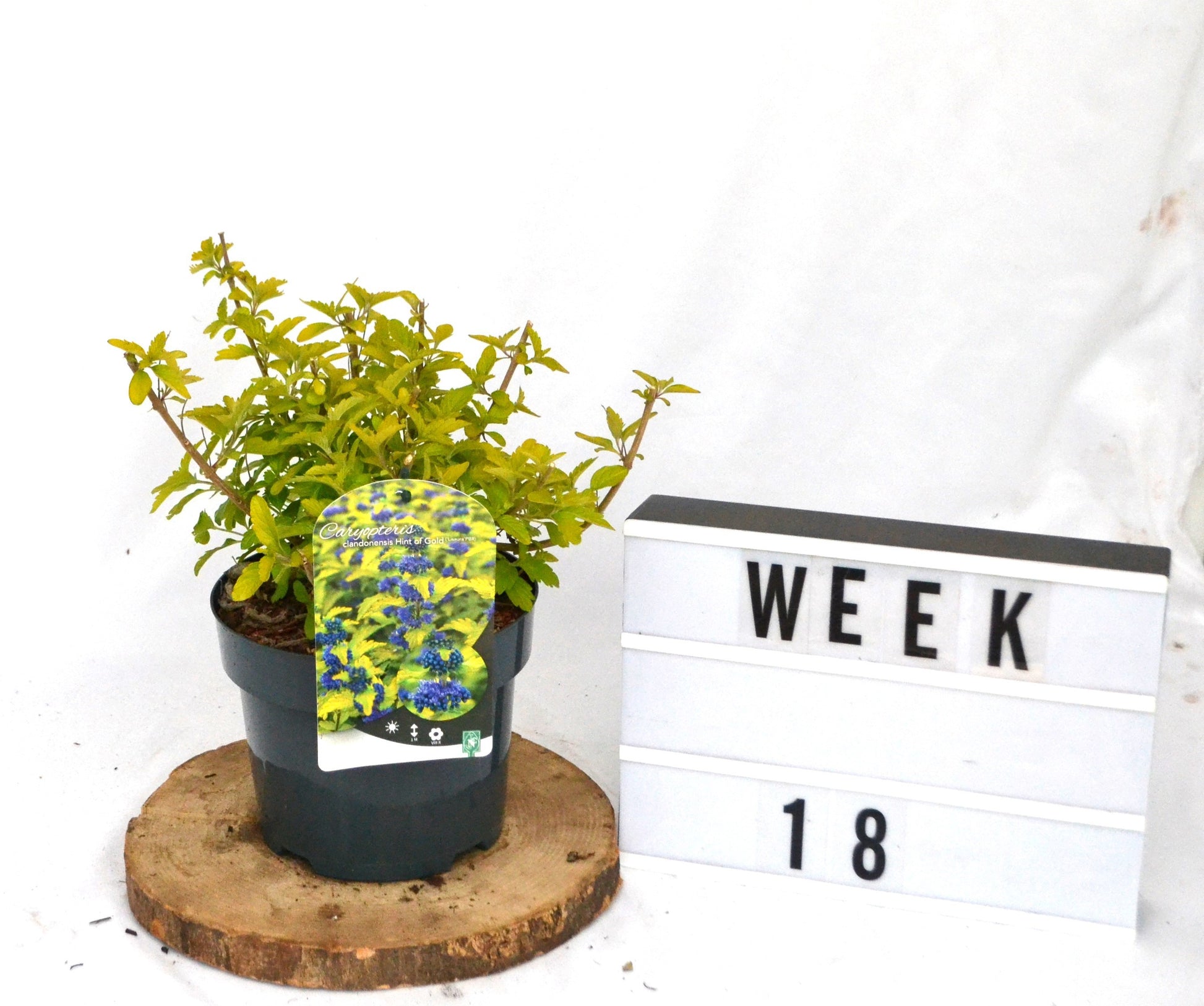 Caryopteris clandonensis 30cm 19cm Pot