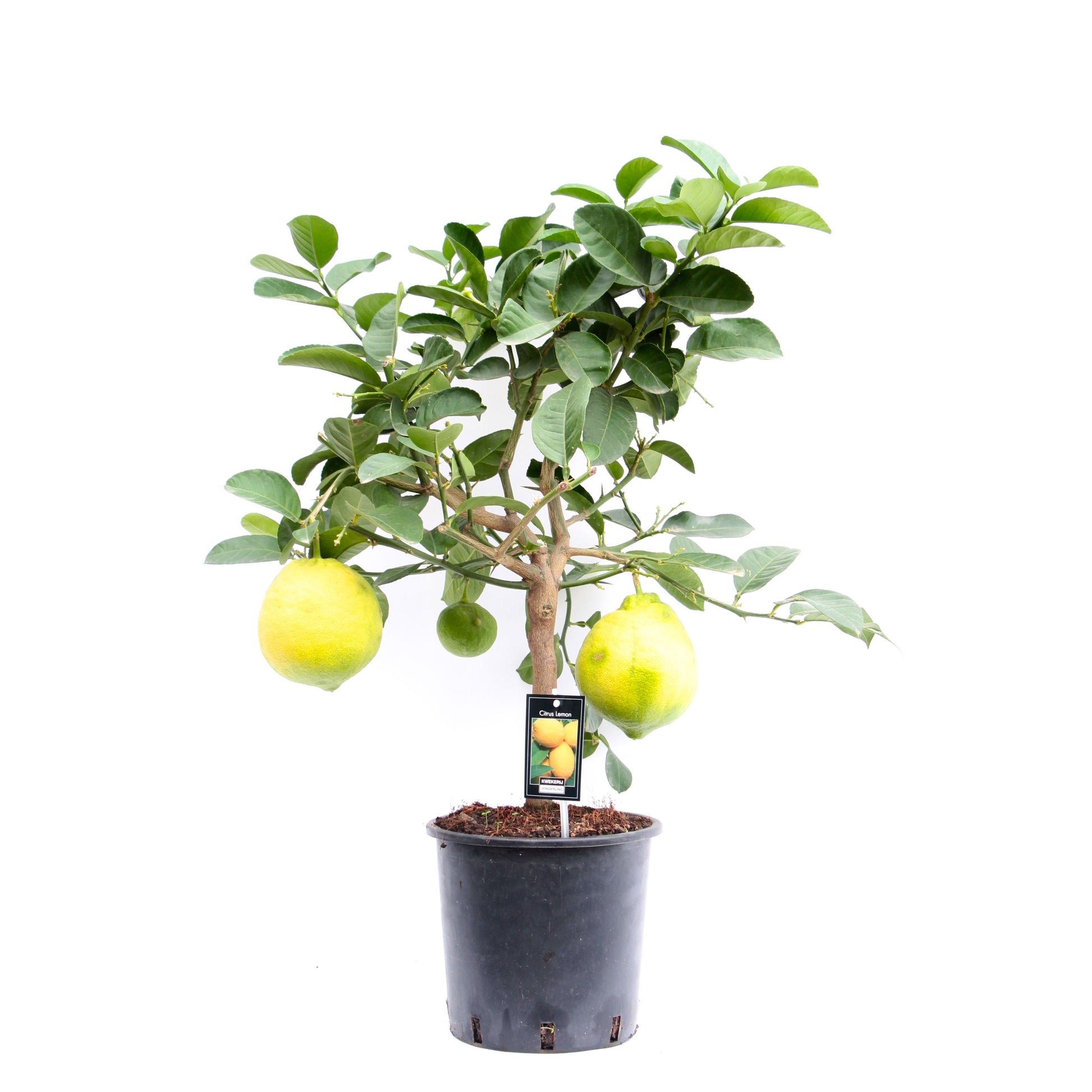 Citrus Lipo 85cm 22cm Pot