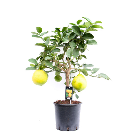 Citrus Lipo 85cm 22cm Pot