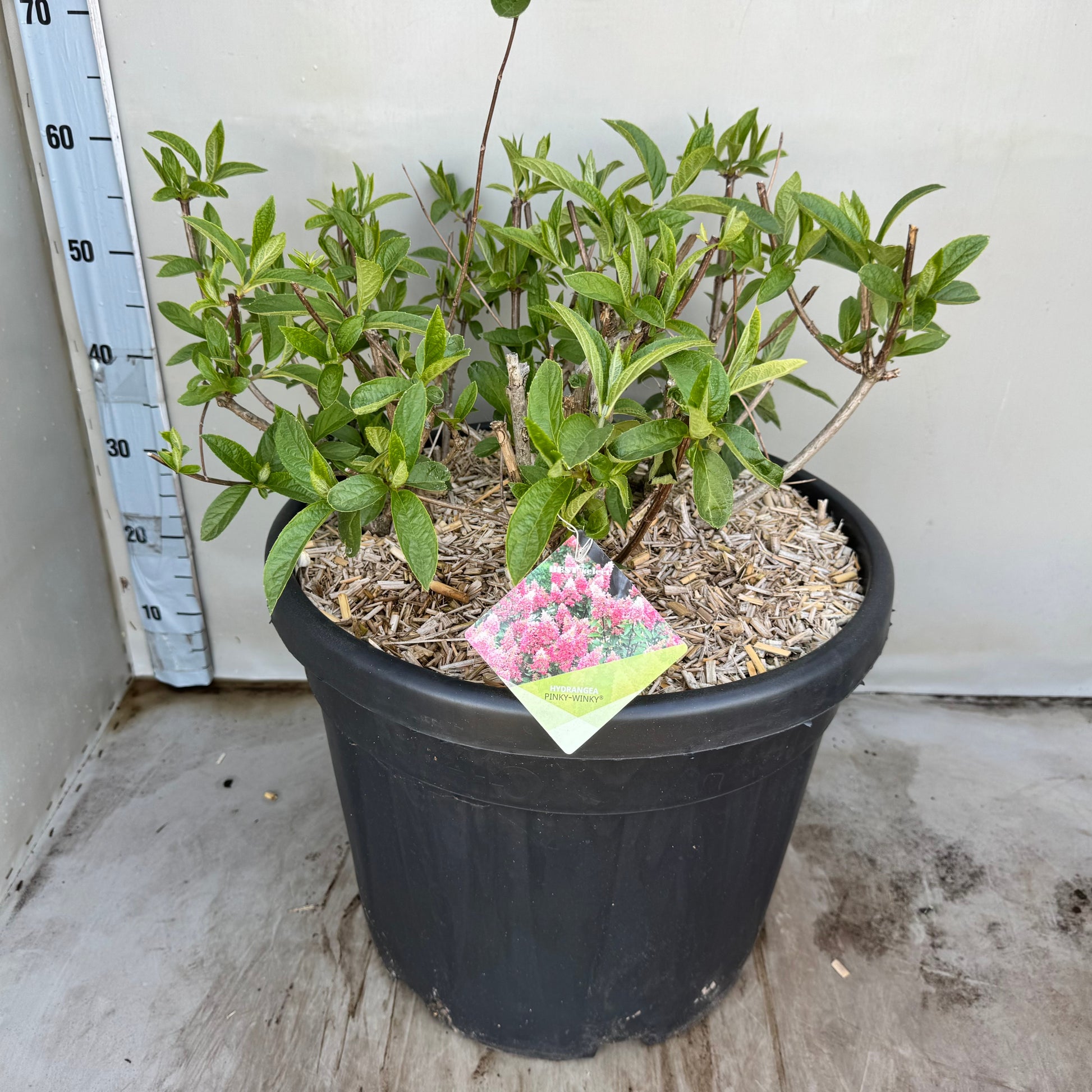 Hydrangea paniculata 65cm 45cm Pot