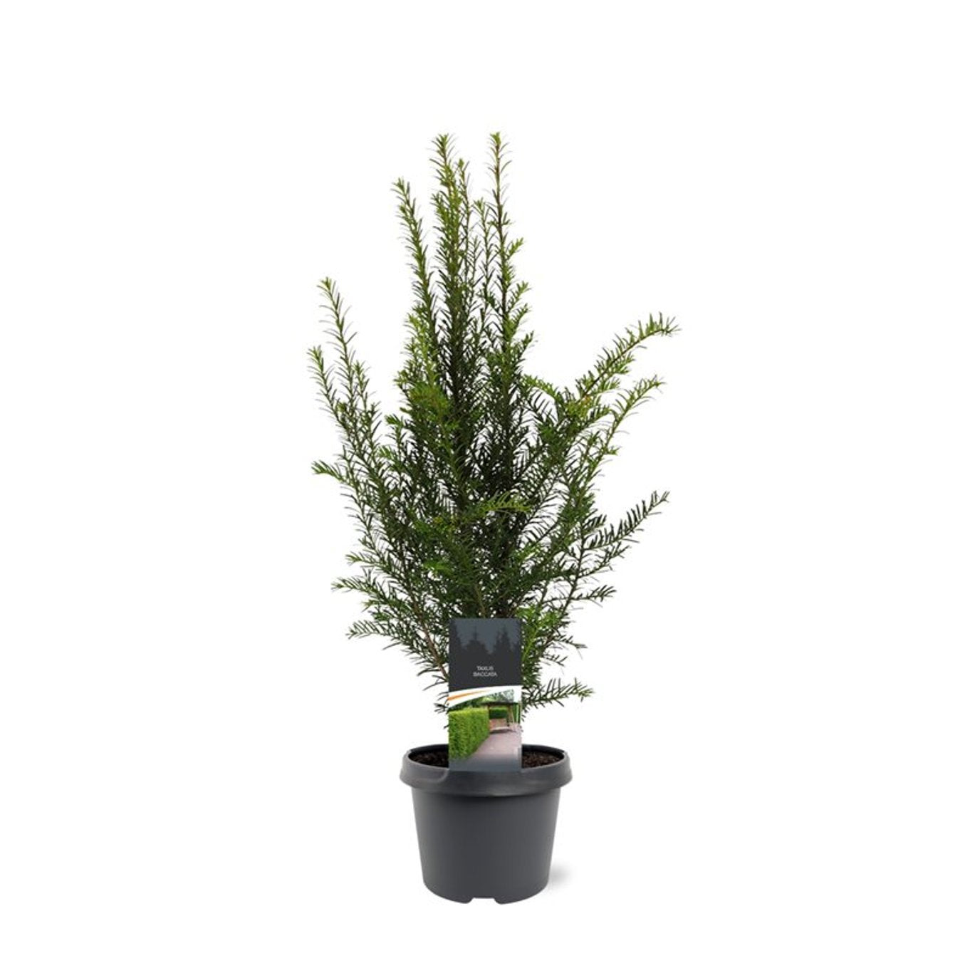 Taxus baccata 60cm 19cm Pot