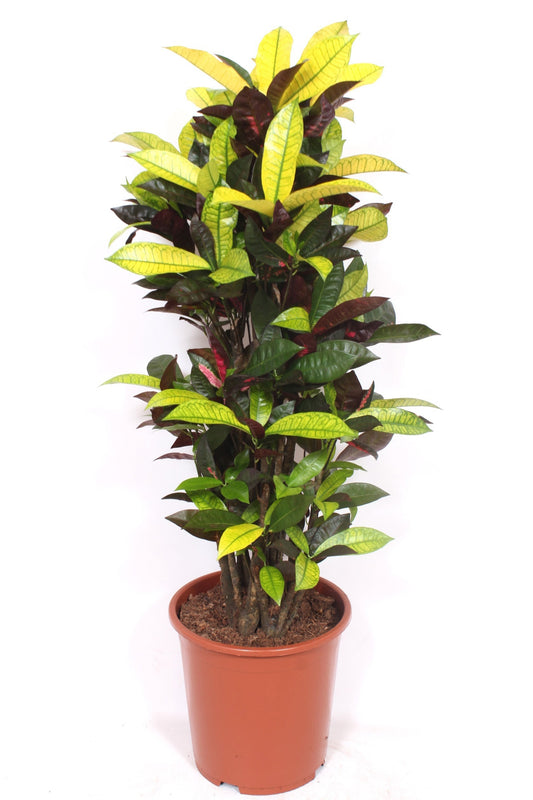 Codiaeum Mrs Iceton 110cm 27cm Pot