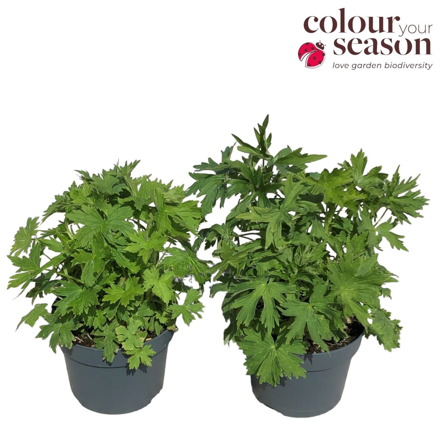 Delphinium mix 55cm 19cm Pot