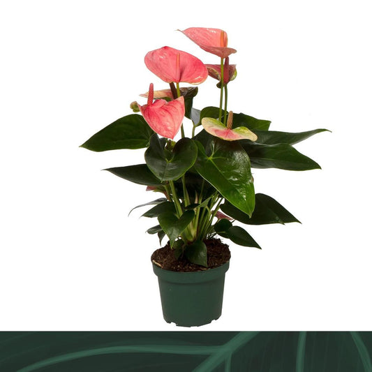 Anthurium Sweet Dream 35cm 12cm Pot
