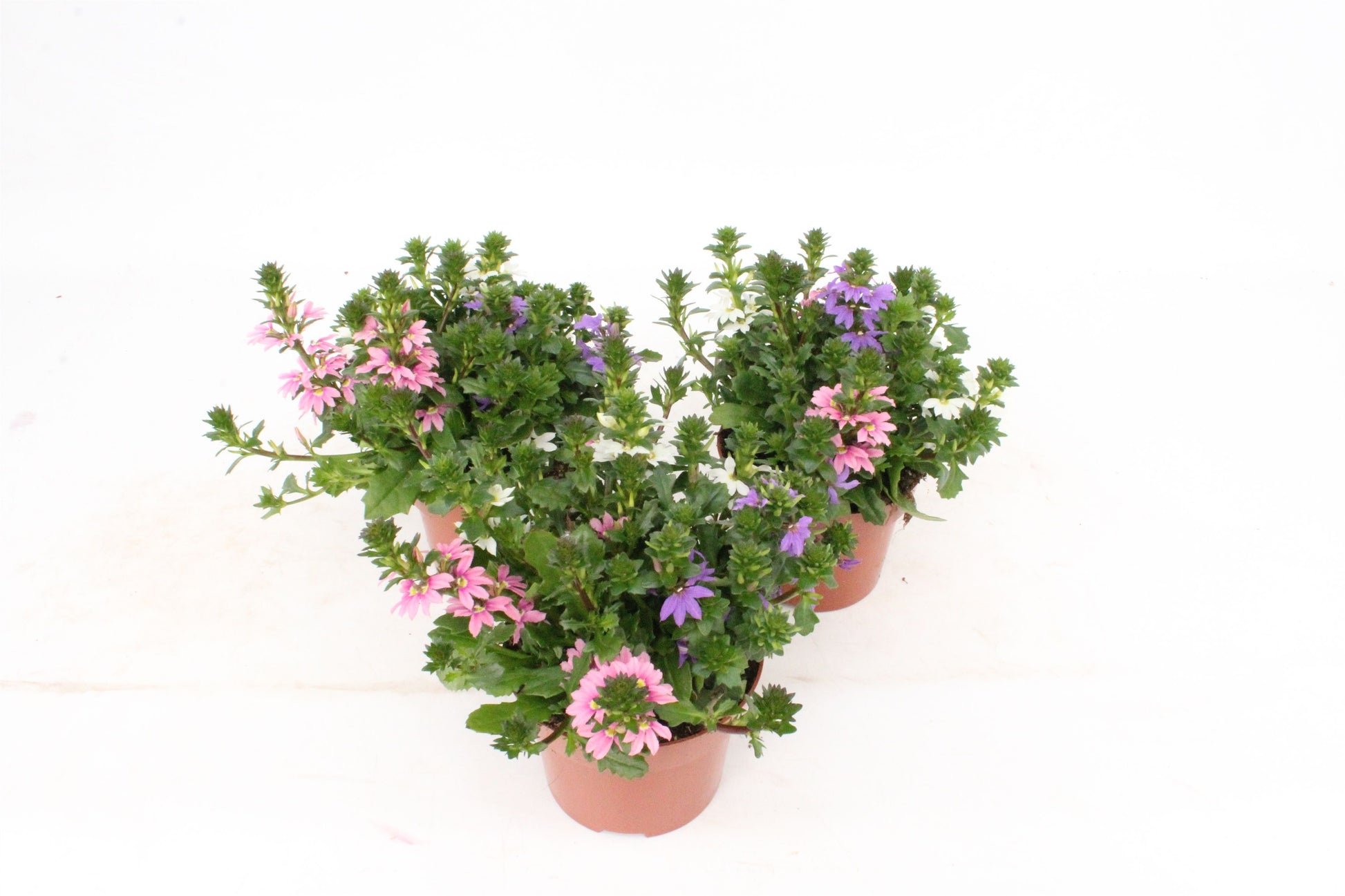 Scaevola carnaval 18cm 13cm Pot