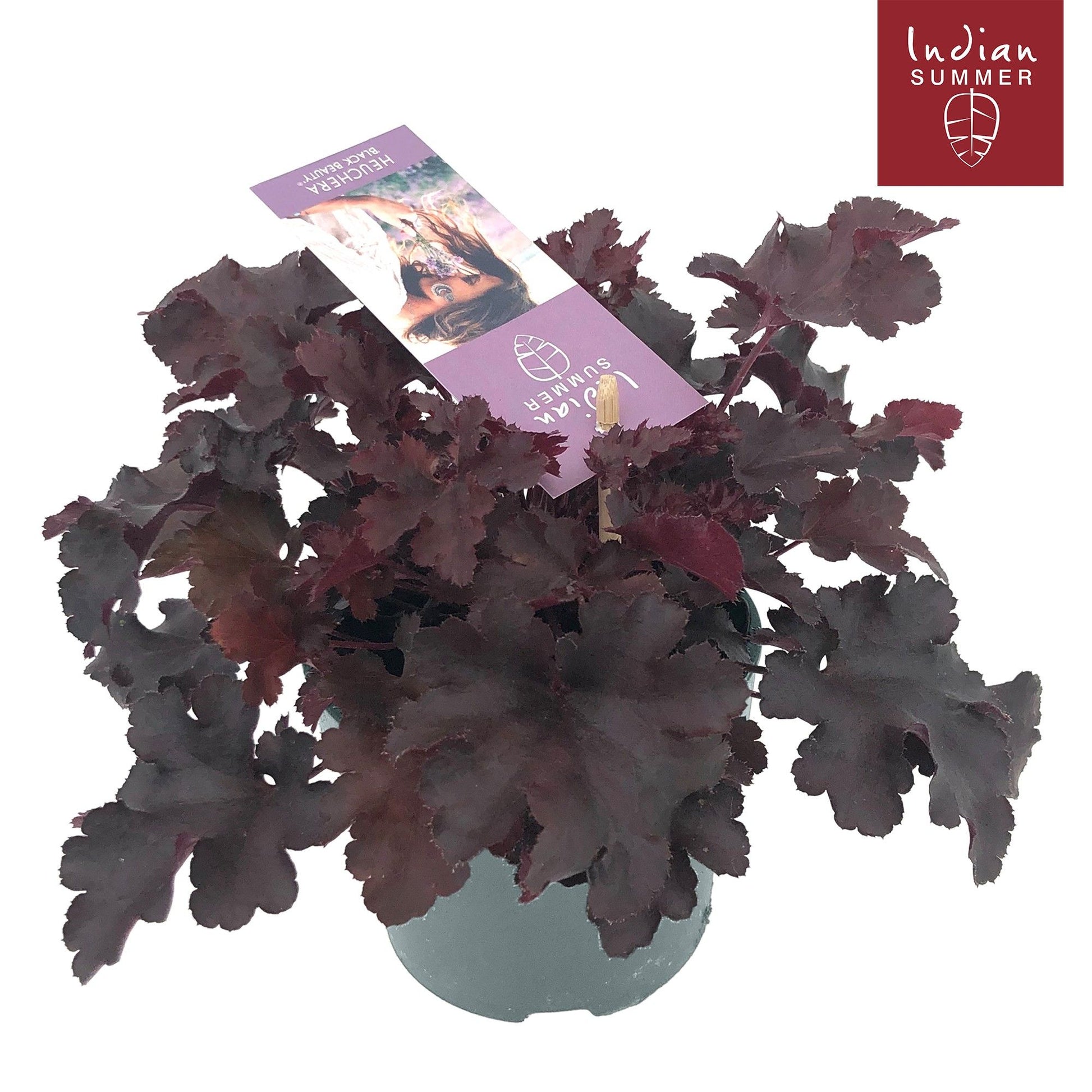 Heuchera Indian Summer black 25cm 12cm Pot