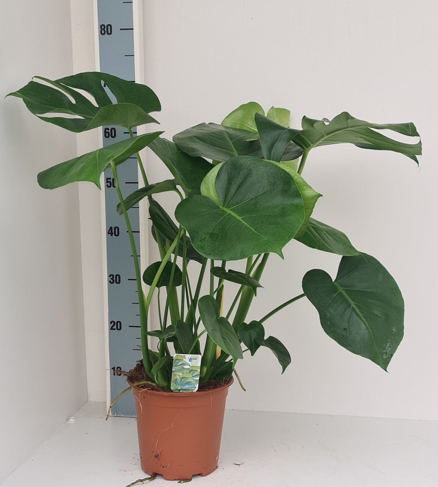 Monstera deliciosa 75cm 19cm Pot