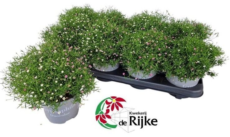Gypsophila muralis Gypsy duo 23cm 12cm Pot