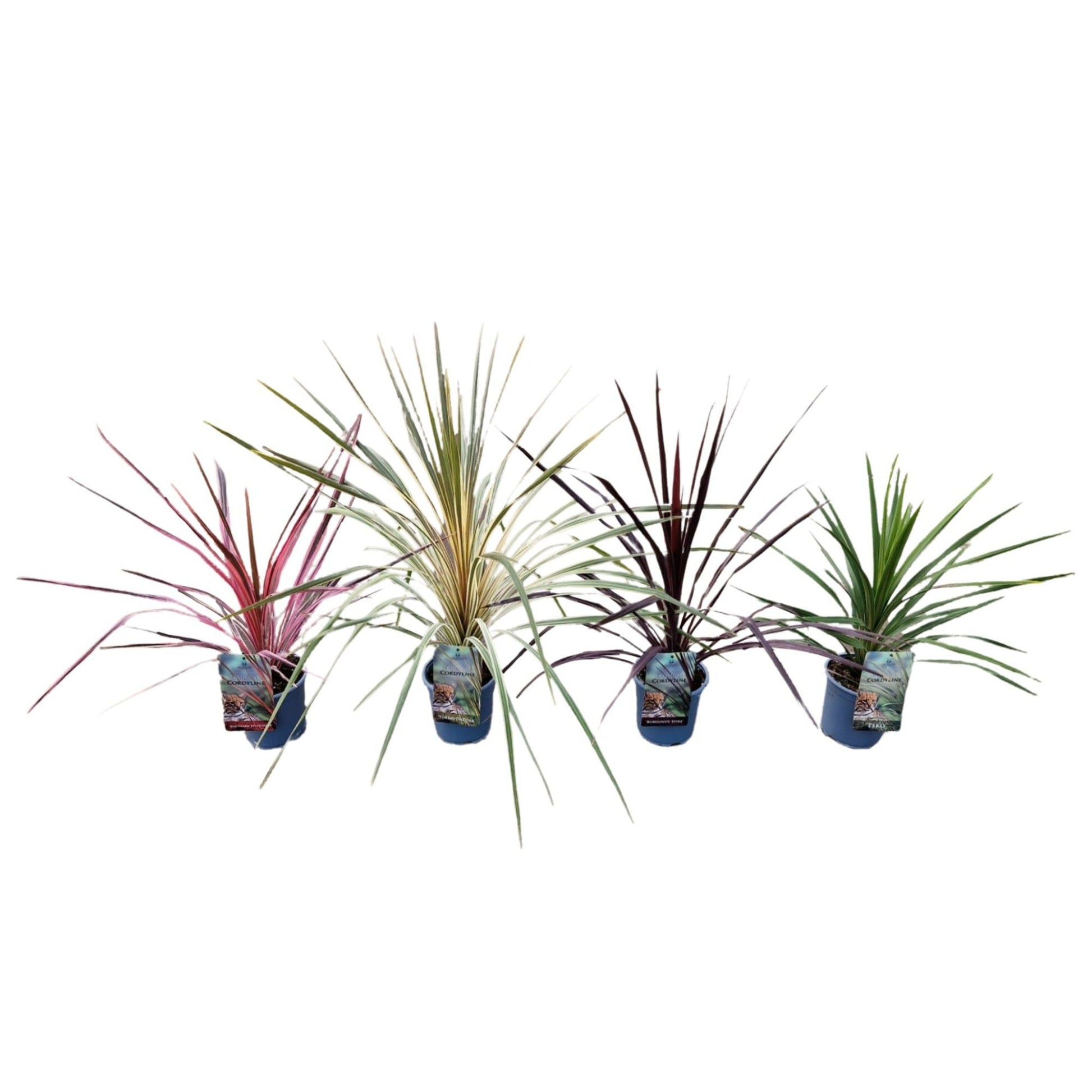 Cordyline Colour mix 100cm 17cm Pot