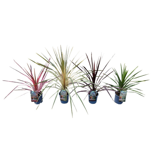 Cordyline Colour mix 100cm 17cm Pot