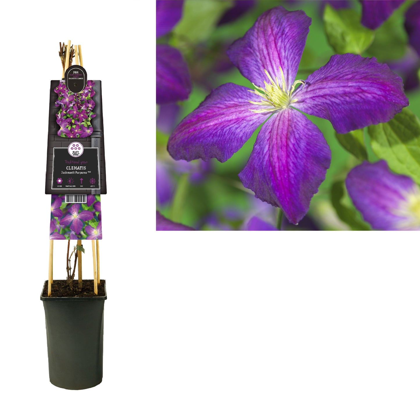 Clematis Jackmanii Purpurea 75cm 17cm Pot