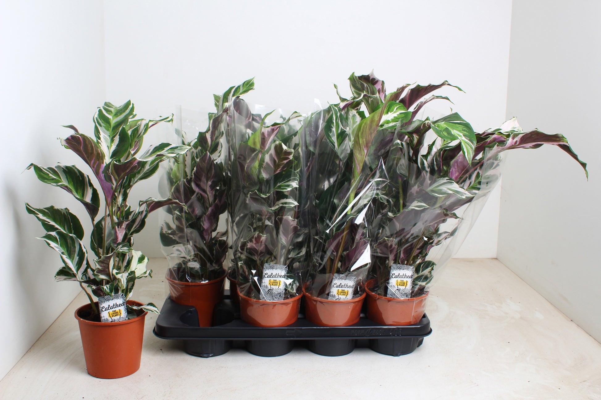 Calathea Stella 45cm 14cm Pot