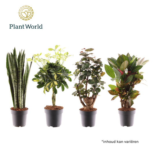Foliage houseplants mix 60cm 17cm Pot
