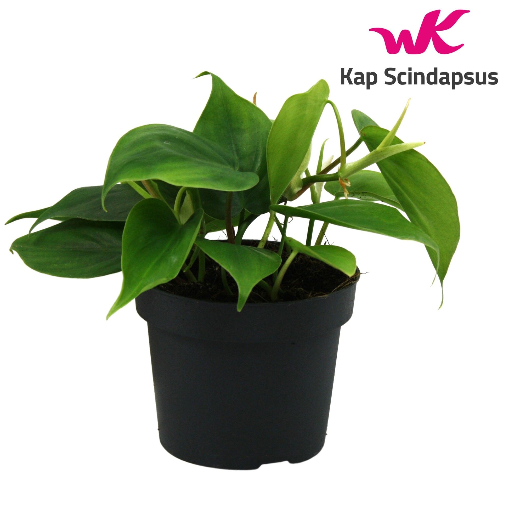 Philodendron scandens 20cm 12cm Pot