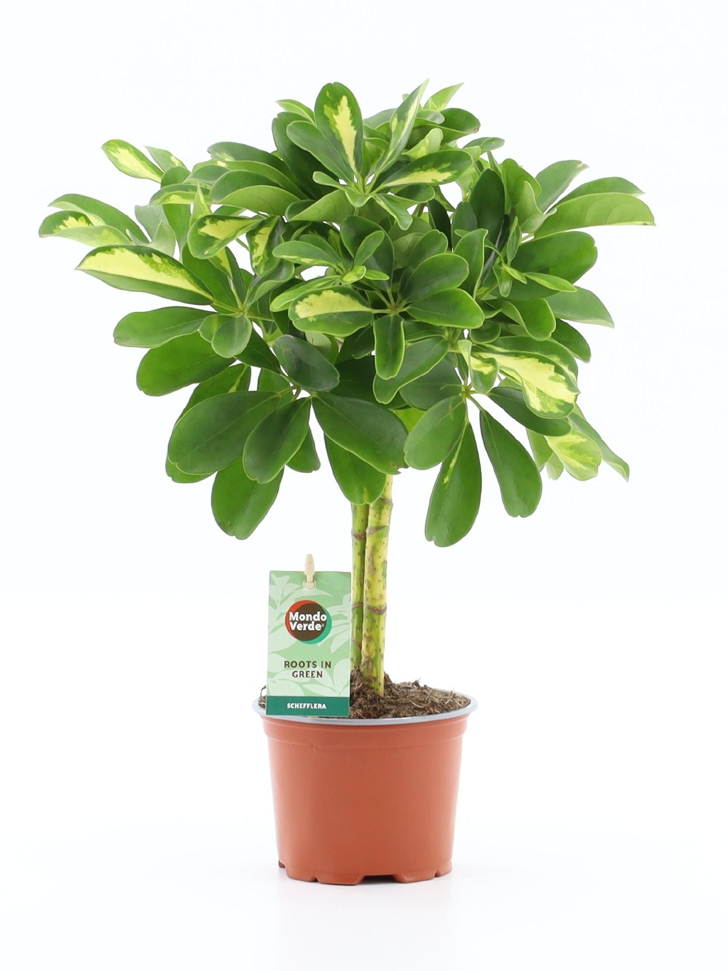 Schefflera arb. Gold Capella 40cm 12cm Pot