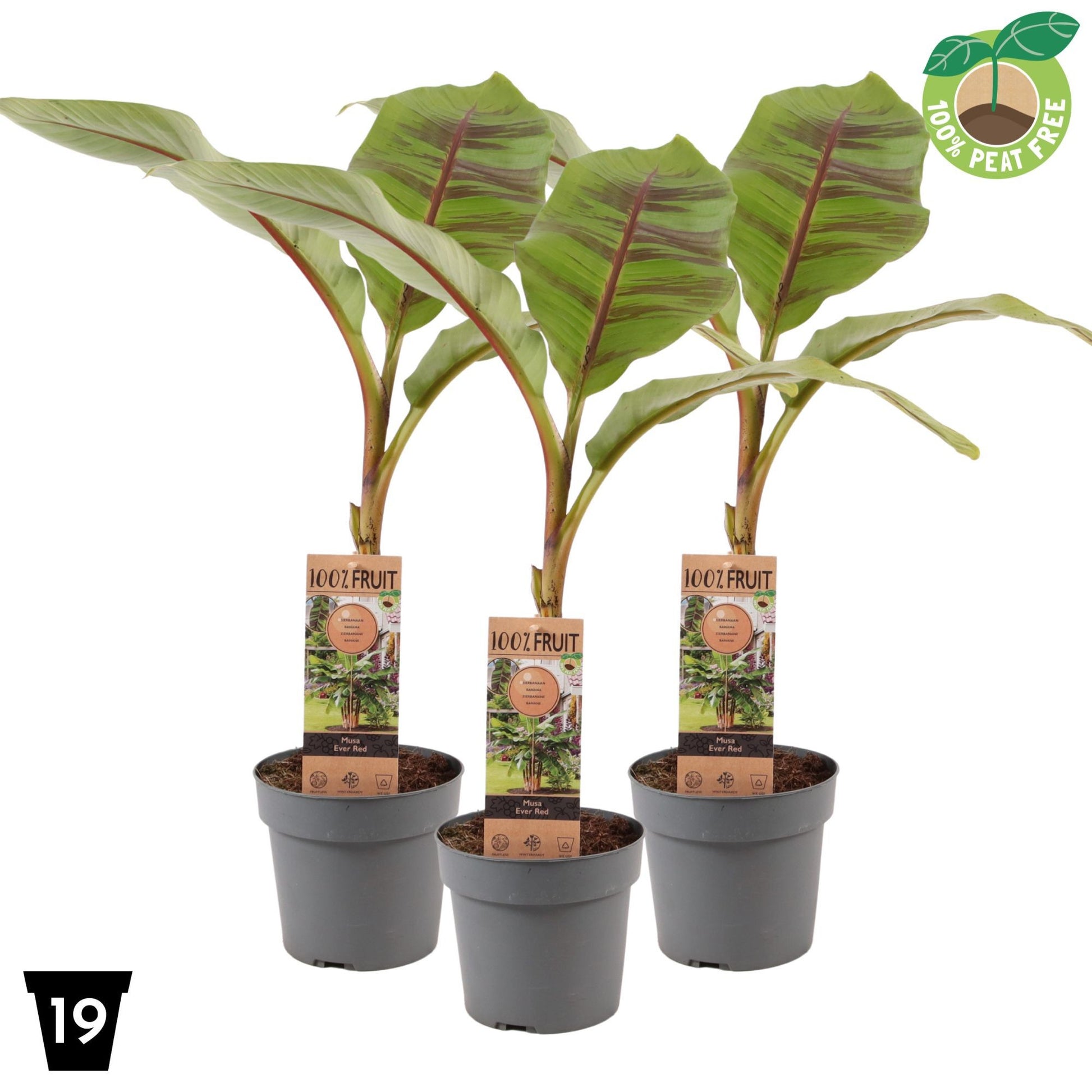 Musa sikkimensis Ever Red (Banana) 60cm 19cm Pot