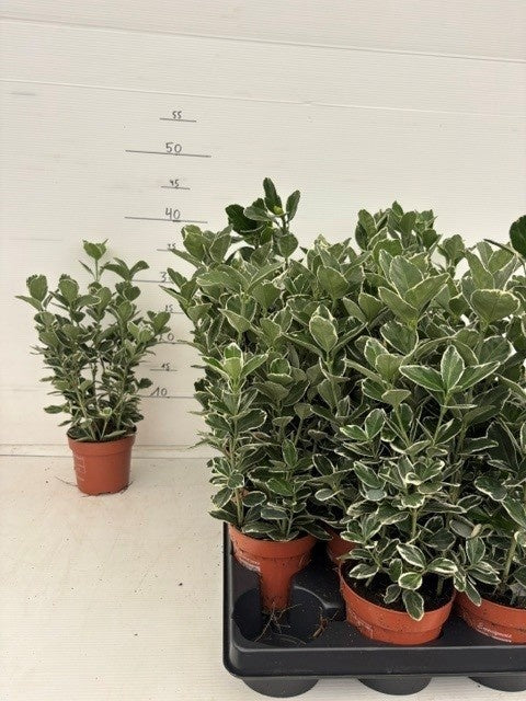 Euonymus for. Silver Queen 35cm 11cm Pot