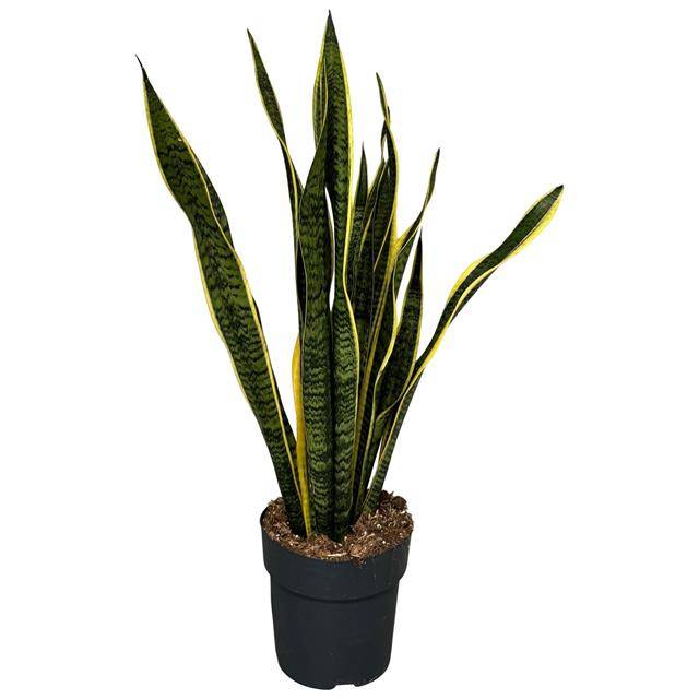Sansevieria Laurentii 75cm 21cm Pot