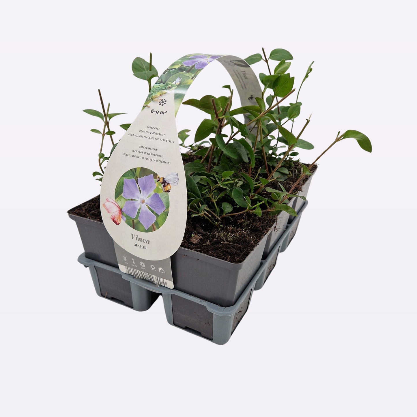 Vinca major 15cm 9cm Pot