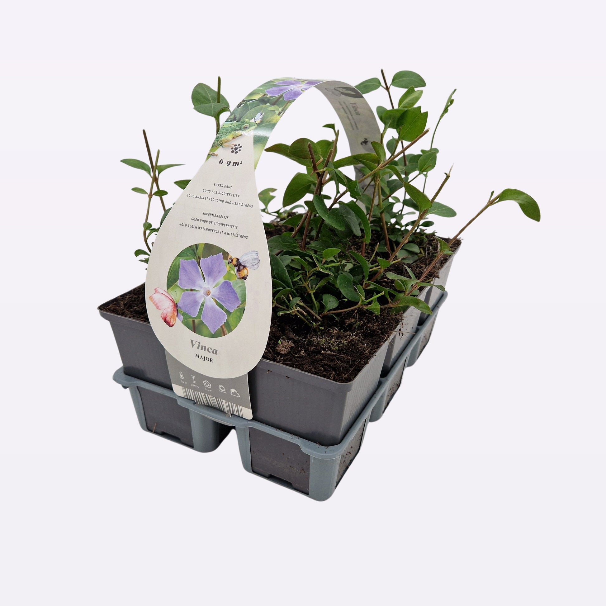 Vinca major 15cm 9cm Pot