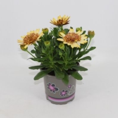 Osteospermum Margarita Double Yellow 22cm 11cm Pot