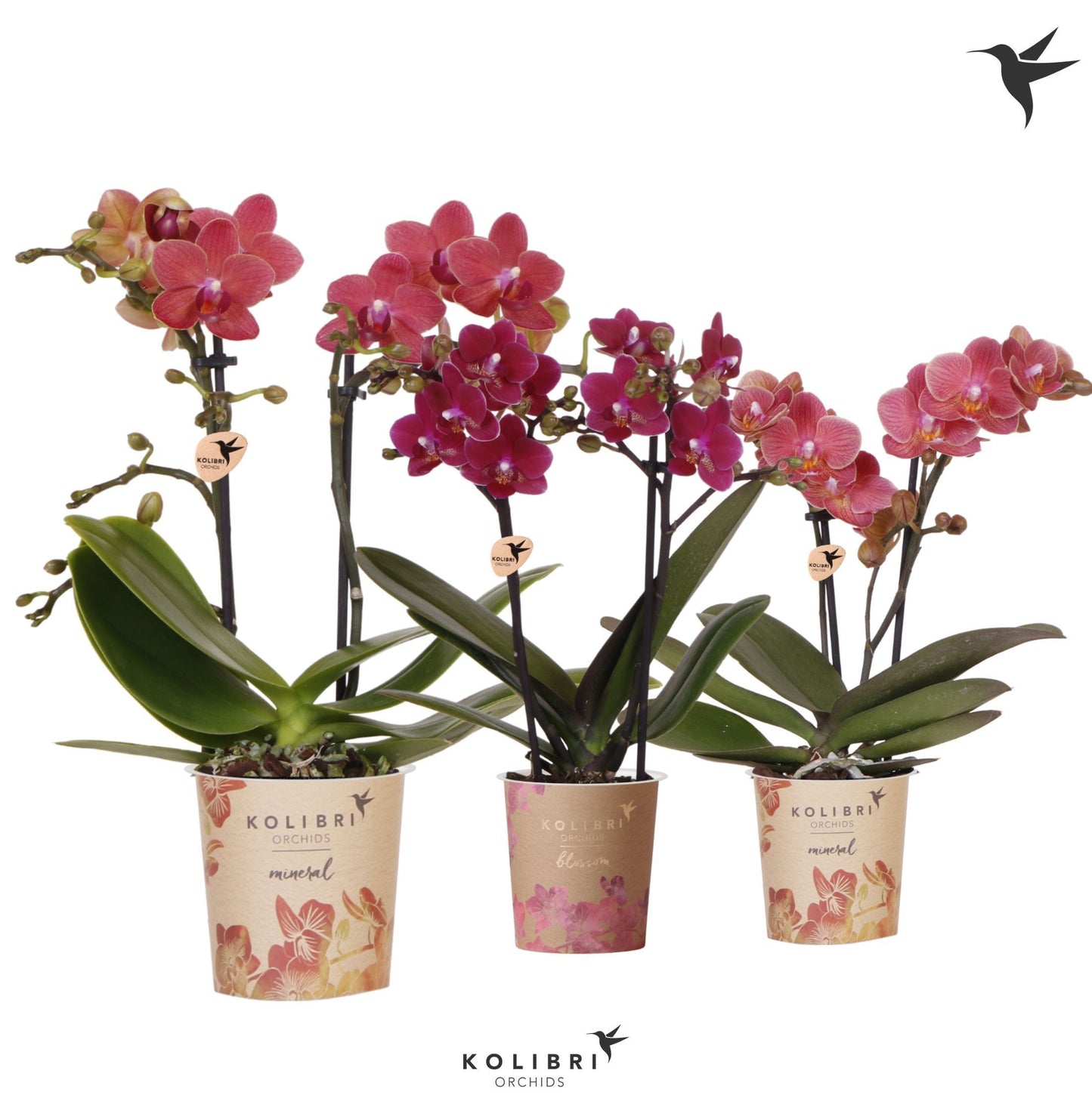 Phalaenopsis red 40cm 9cm Pot