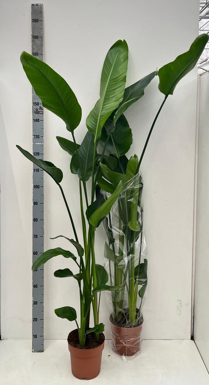 Strelitzia nicolai 180cm 21cm Pot