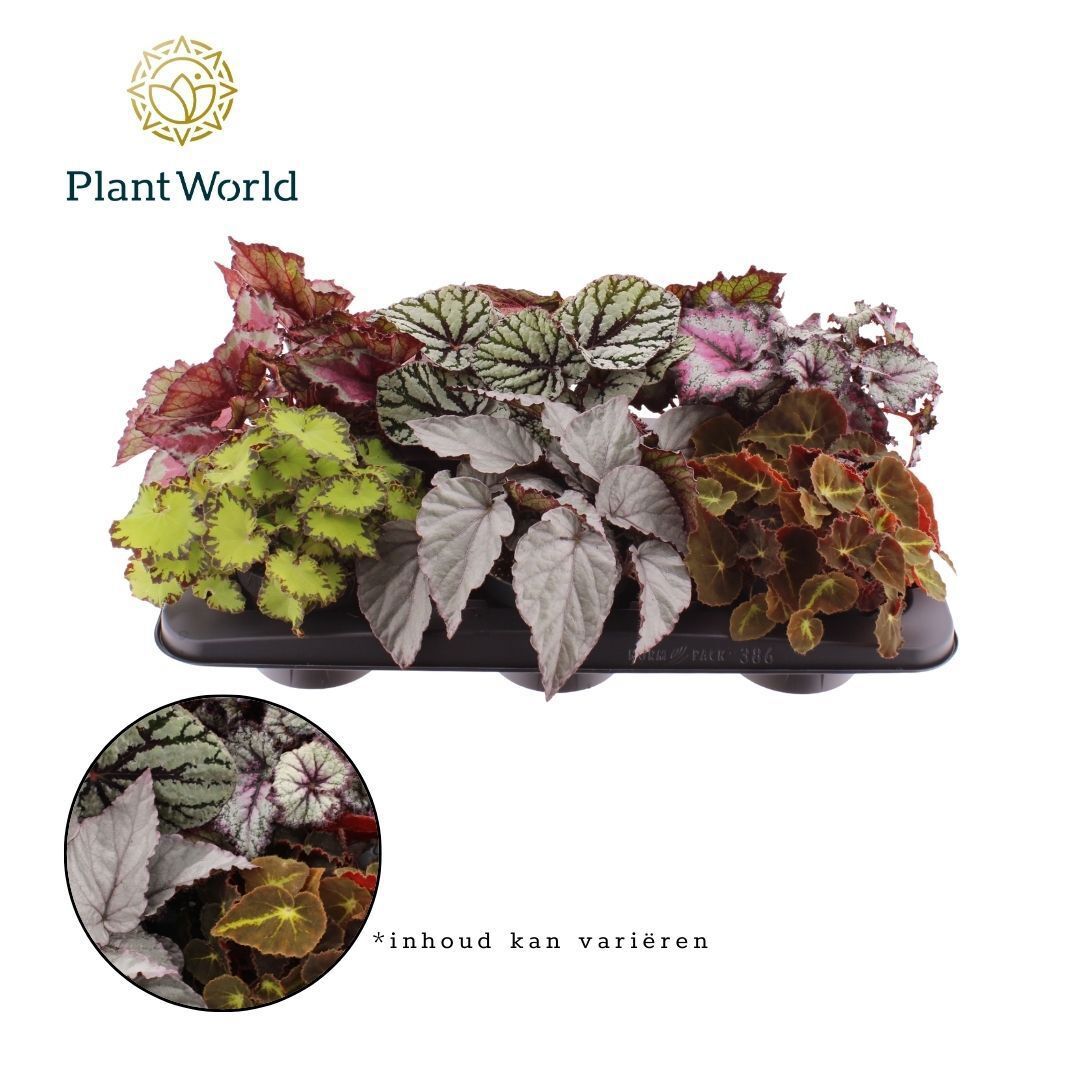 Begonia rex mix 25cm 12cm Pot