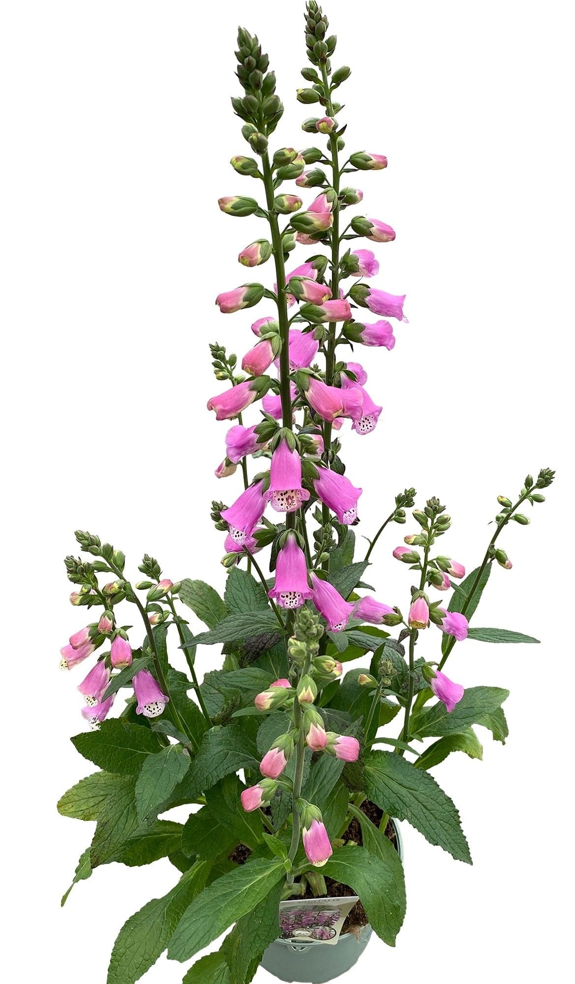 Digitalis Pink Panther 35cm 17cm Pot