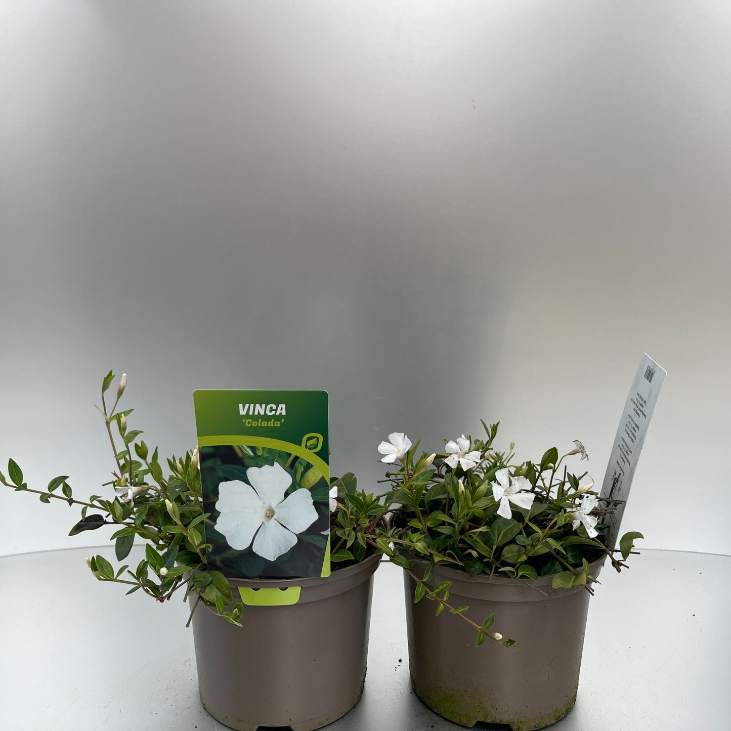 Vinca min. Colada 20cm 17cm Pot