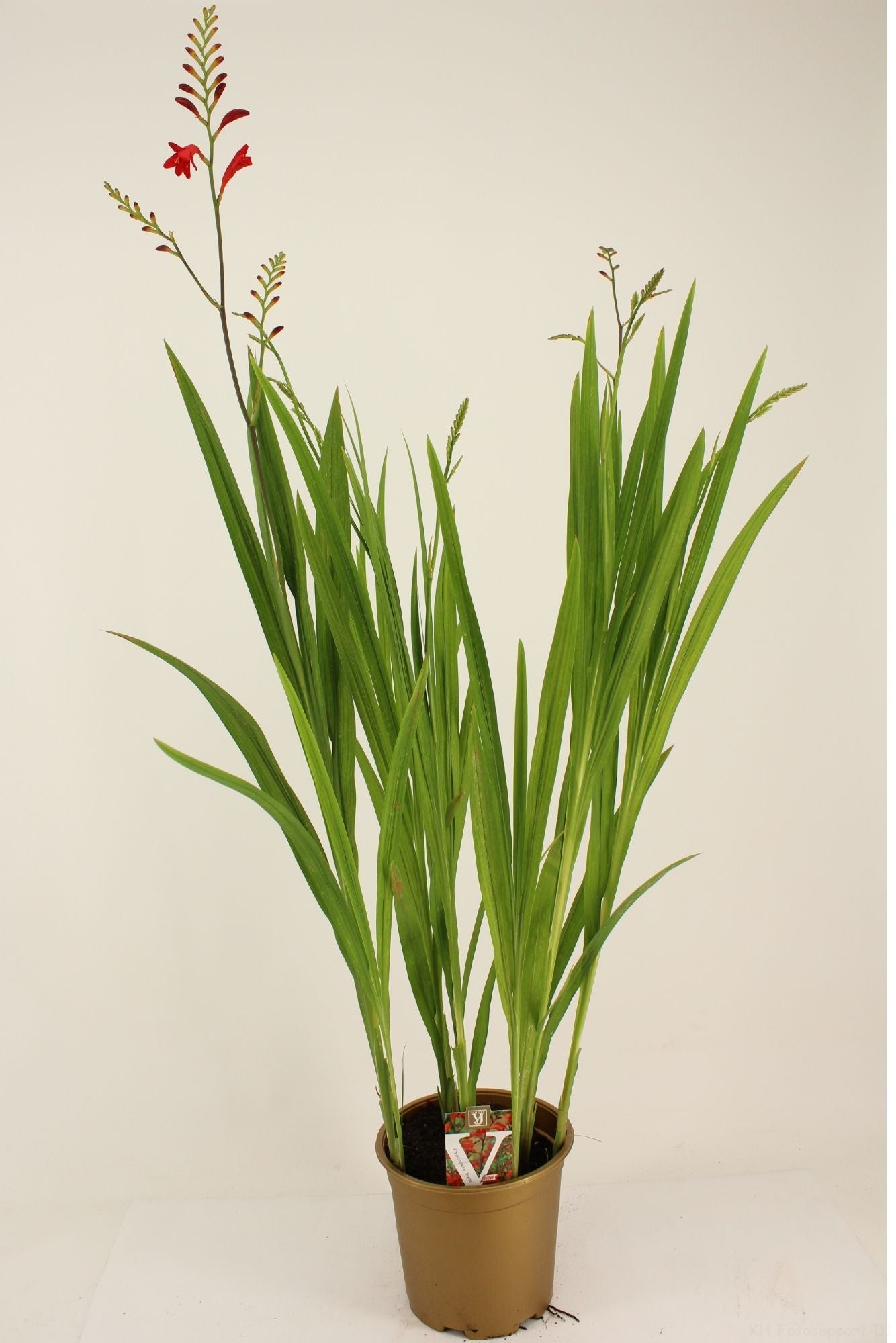 Crocosmia Lucifer 95cm 19cm Pot