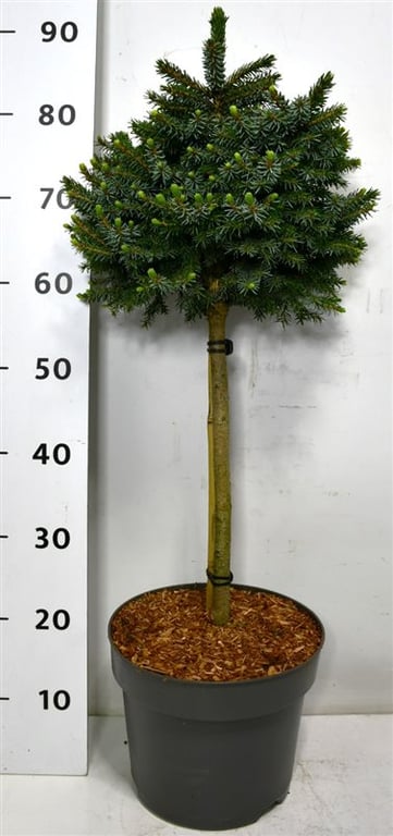 Picea omorika Nana 90cm 26cm Pot