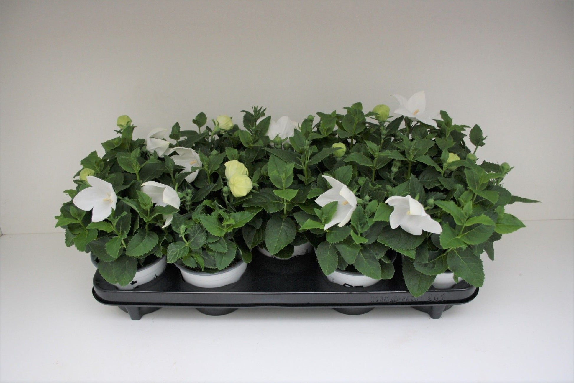 Platycodon graniflorus Astra White 30cm 12cm Pot