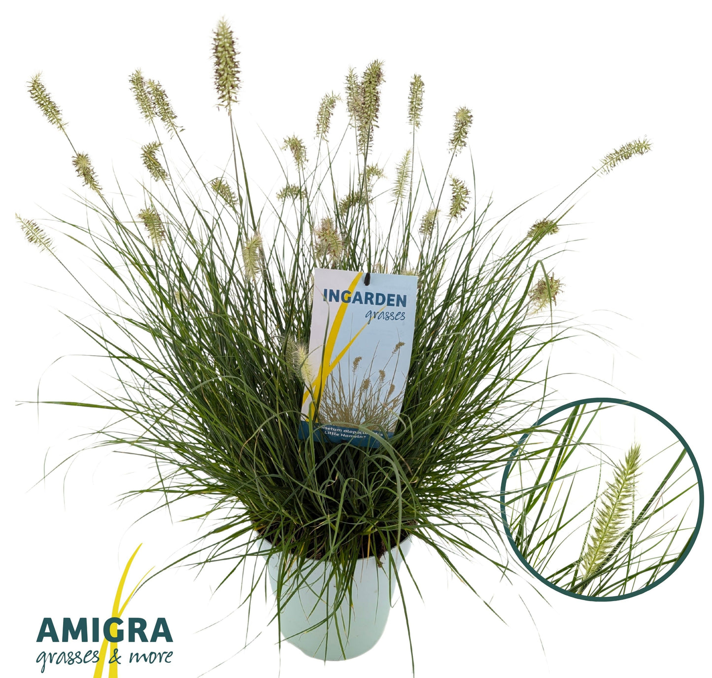 Pennisetum Little Hameln 60cm 23cm Pot