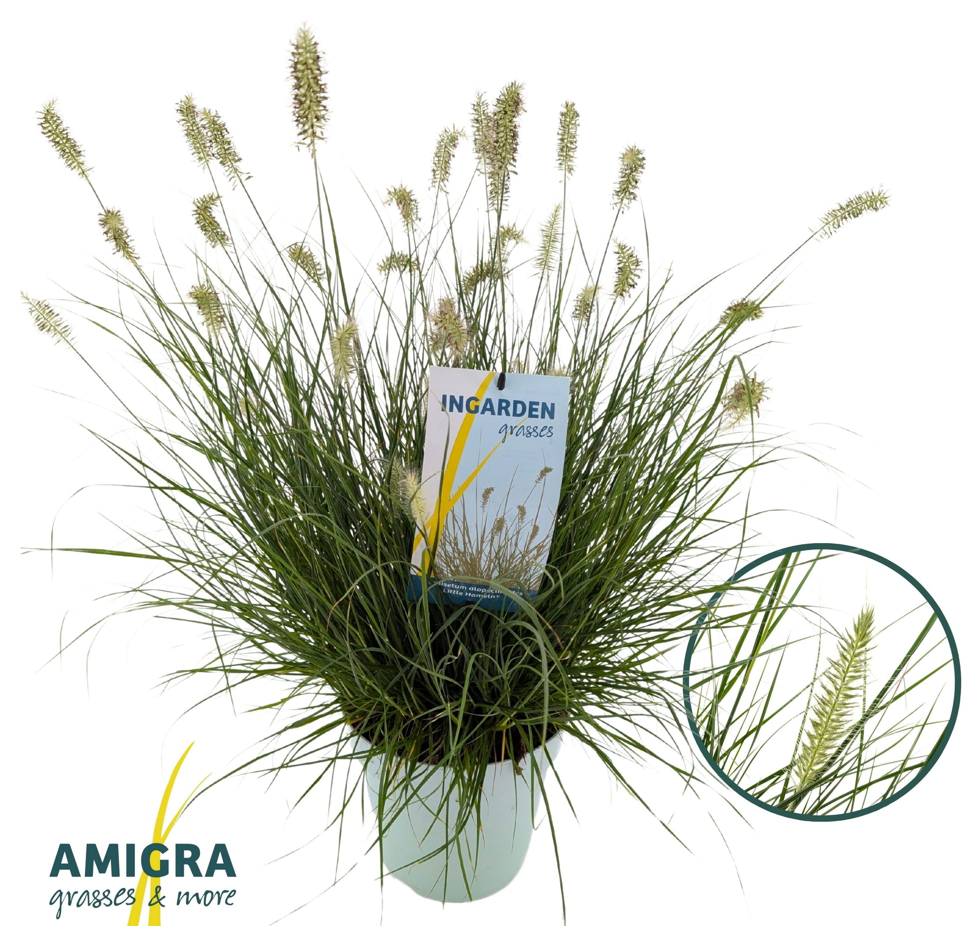 Pennisetum Little Hameln 60cm 23cm Pot