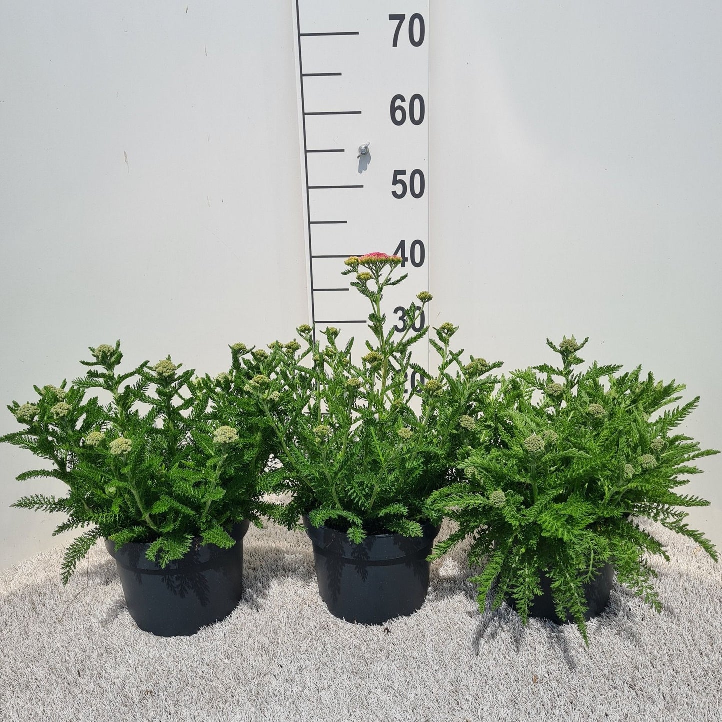 Achillea Milly Rock Yellow 30cm 19cm Pot
