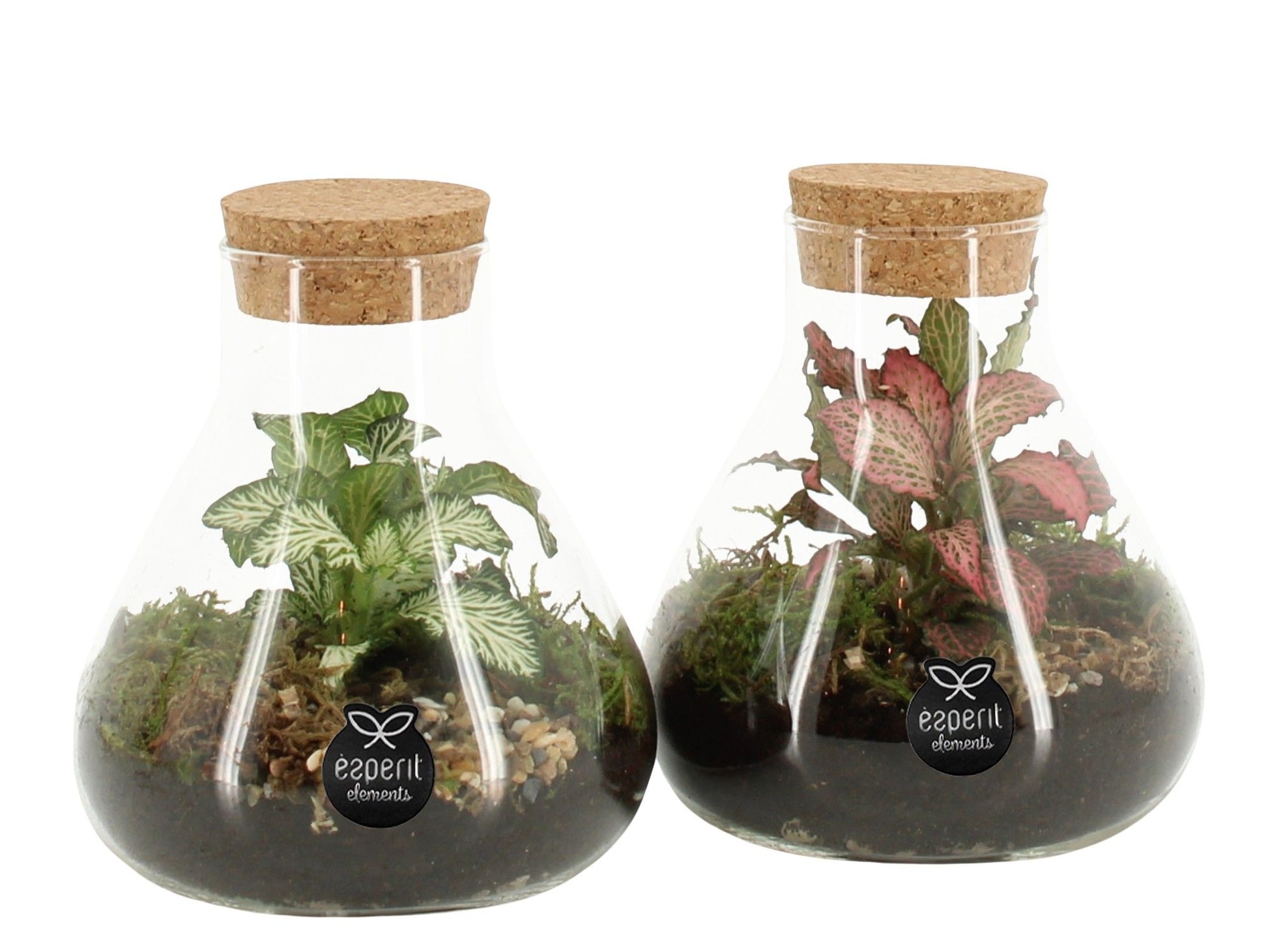 Glass Terrarium 14cm 10cm Pot