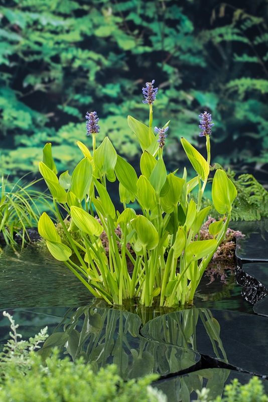 Pontederia Cordata (18 x 18) 30cm 18cm Pot
