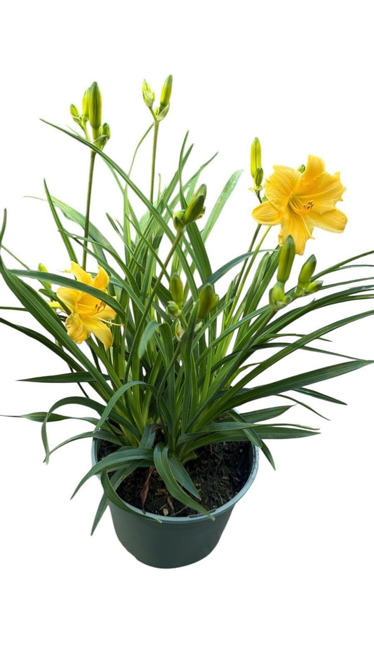 Hemerocallis Stella d'Oro 40cm 17cm Pot