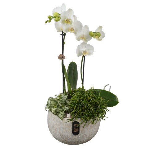 PTIB5337 Arrangementen kamerplanten 49cm 19cm Pot