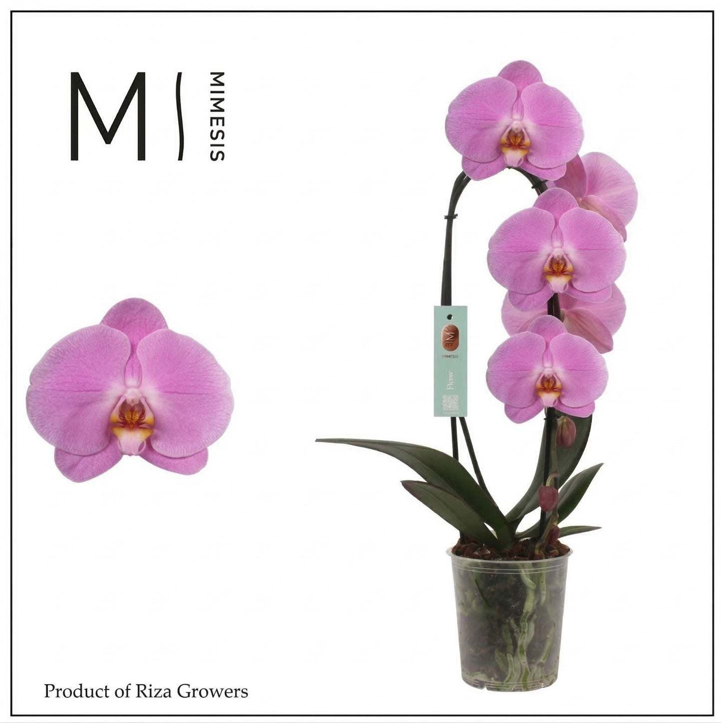 Phal. Pink Naomi cascade 60cm 12cm Pot