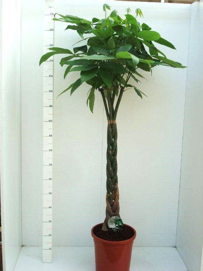 Pachira aquatica 155cm 31cm Pot