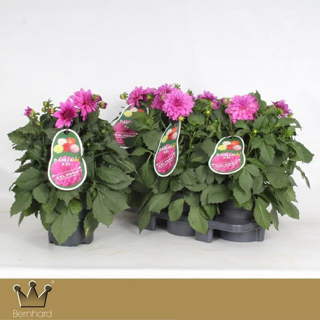 Dahlia Labella Maggiore Rose 40cm 19cm Pot