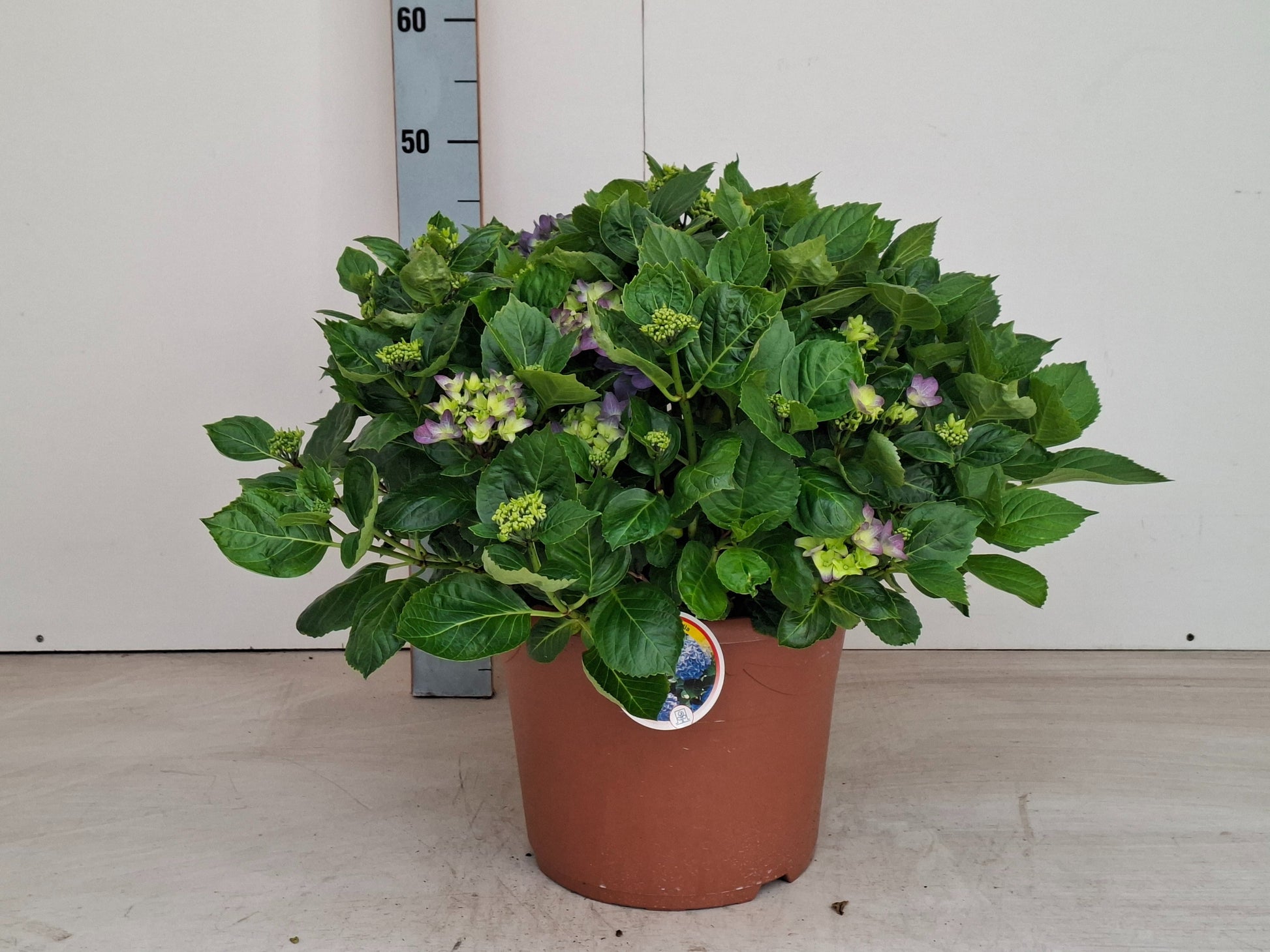 Hydrangea macr. Early 45cm 29cm Pot