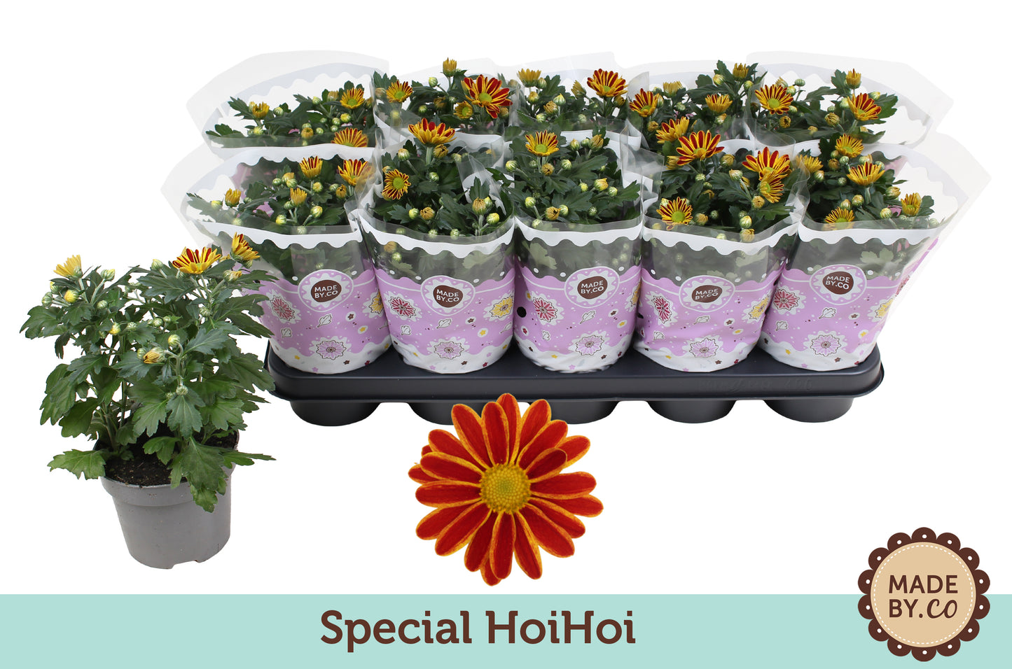 Chrysanthemum Hoihoi 25cm 12cm Pot