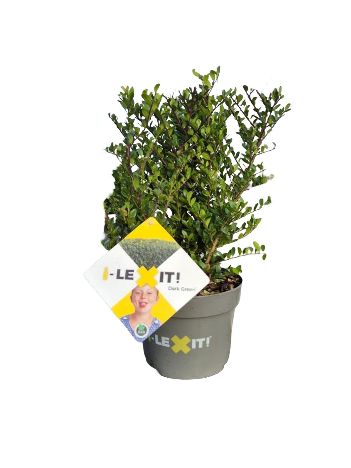 Ilex crenata Dark Green Bush 25cm 17cm Pot