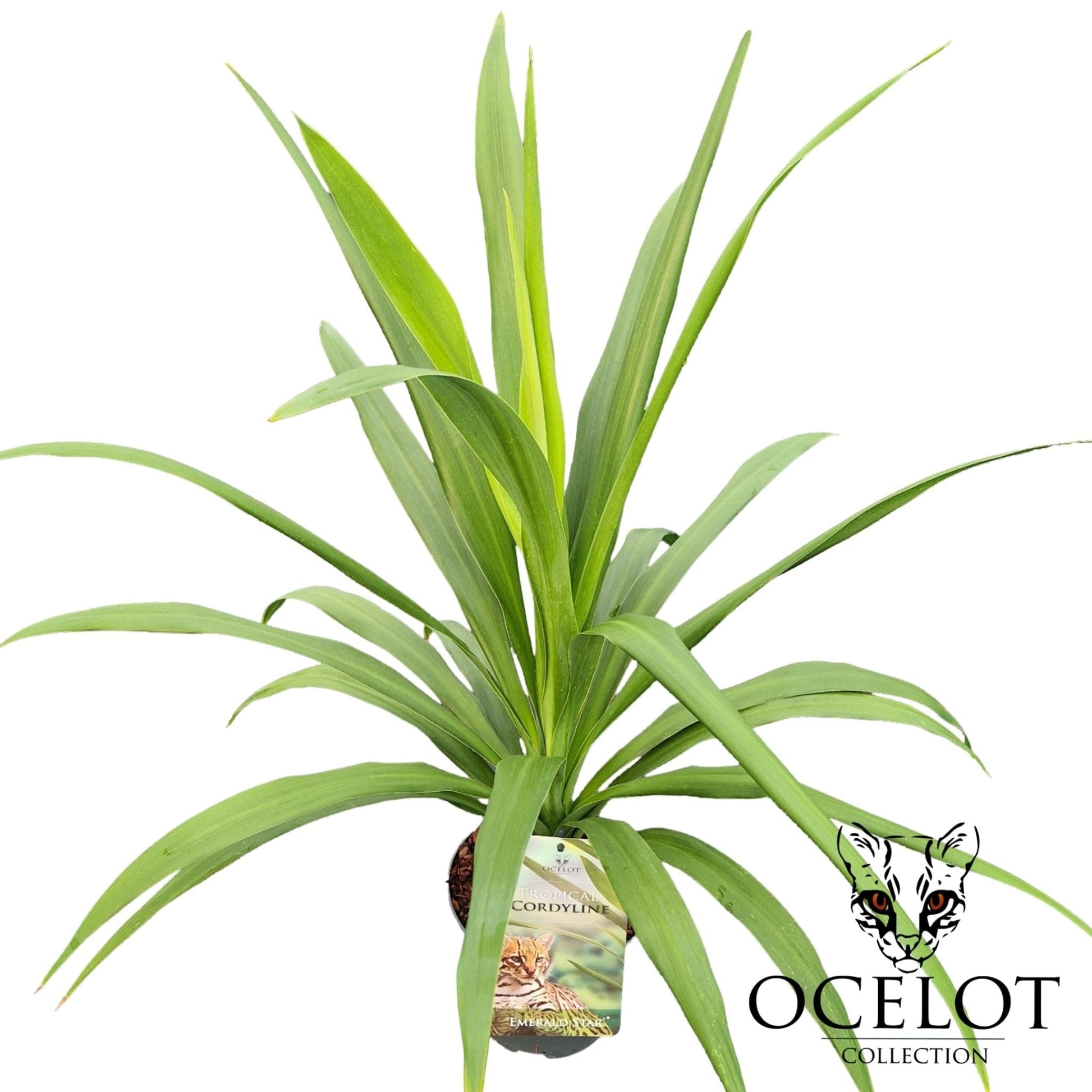 Cordyline Emerald Star 50cm 17cm Pot