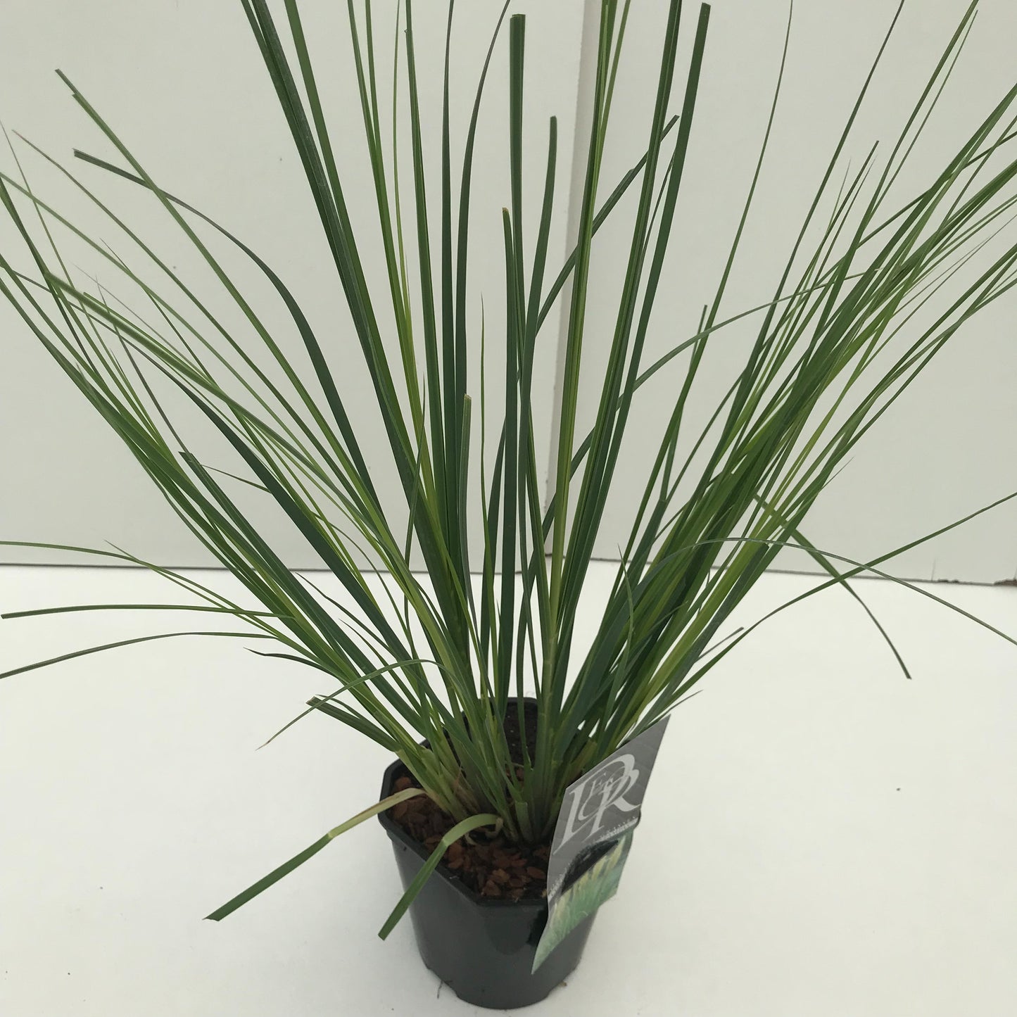 Cortaderia sel. Mini Pampas 50cm 17cm Pot