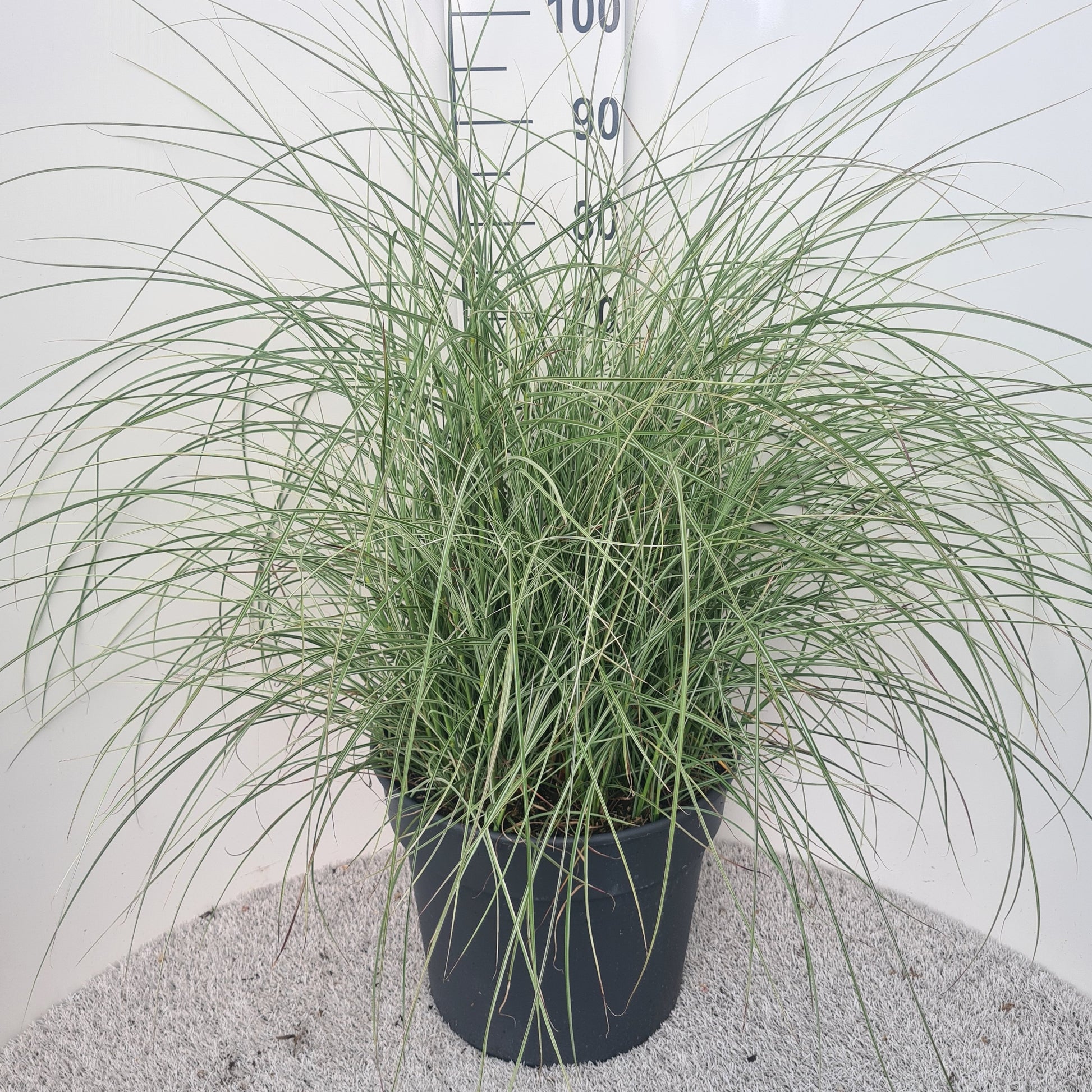 Miscanthus sinensis 60cm 40cm Pot
